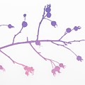Wild Rose Hip Silhouette